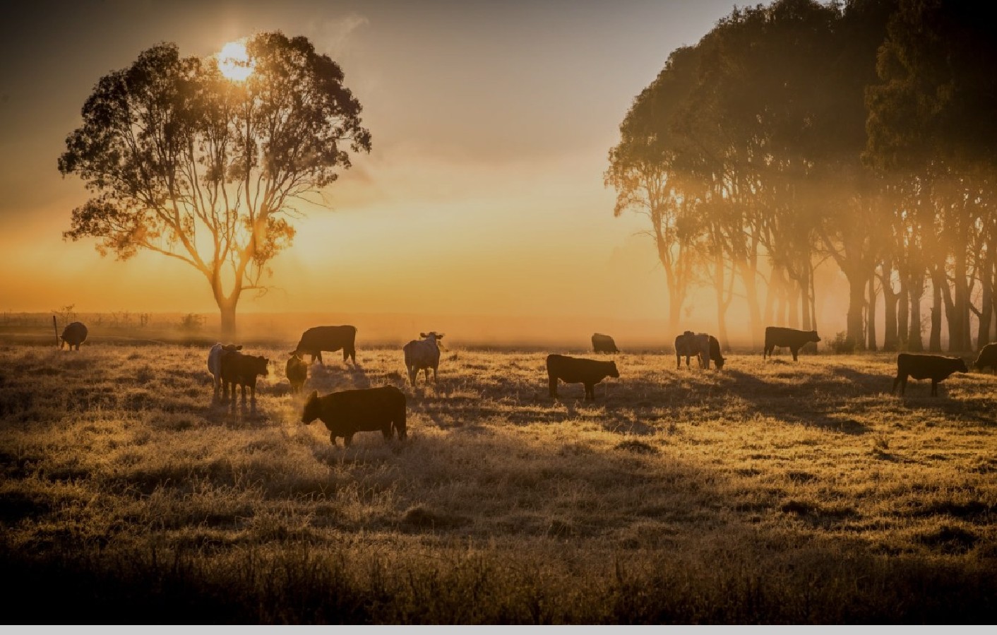 Frozen beef offal market notes for import buyers