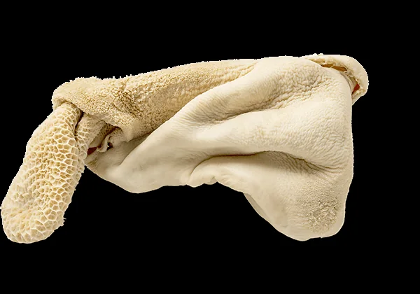 Bleached tripe with honeycomb - Frozen export item