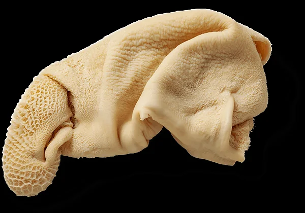 Natural semicooked tripe with honeycomb - Frozen export item