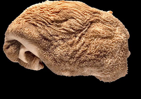 Green tripe - Frozen export item