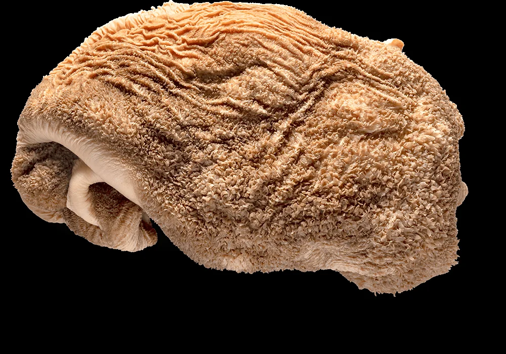 Frozen beef tripe sourcing notes for Asian and Chinese buyers
